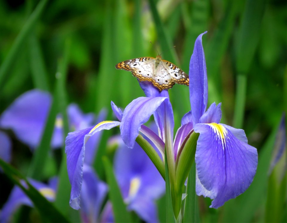 White Peacock butterfly on Blue Flag Iris