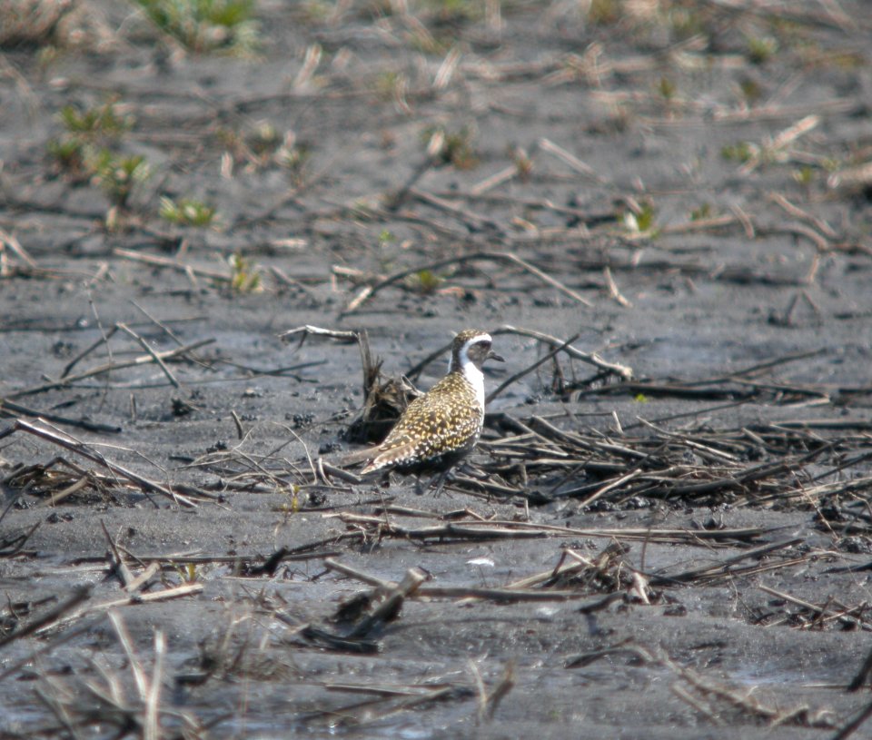 DSCN7869 c American Golden-Plover  Kankakee Co IL 4-29-13