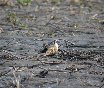 DSCN7869 c American Golden-Plover Kankakee Co IL 4-29-13 photo