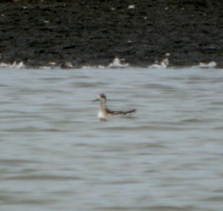 DSCN8996 c Red-necked Phalarope Kankakee Co IL 8-30-11