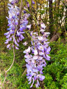 Day 98 - Wisteria