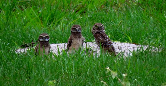 Burrowing Owl family