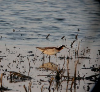 DSCN7898 c Wilson's Phalarope  Newton Co IN 4-30-13