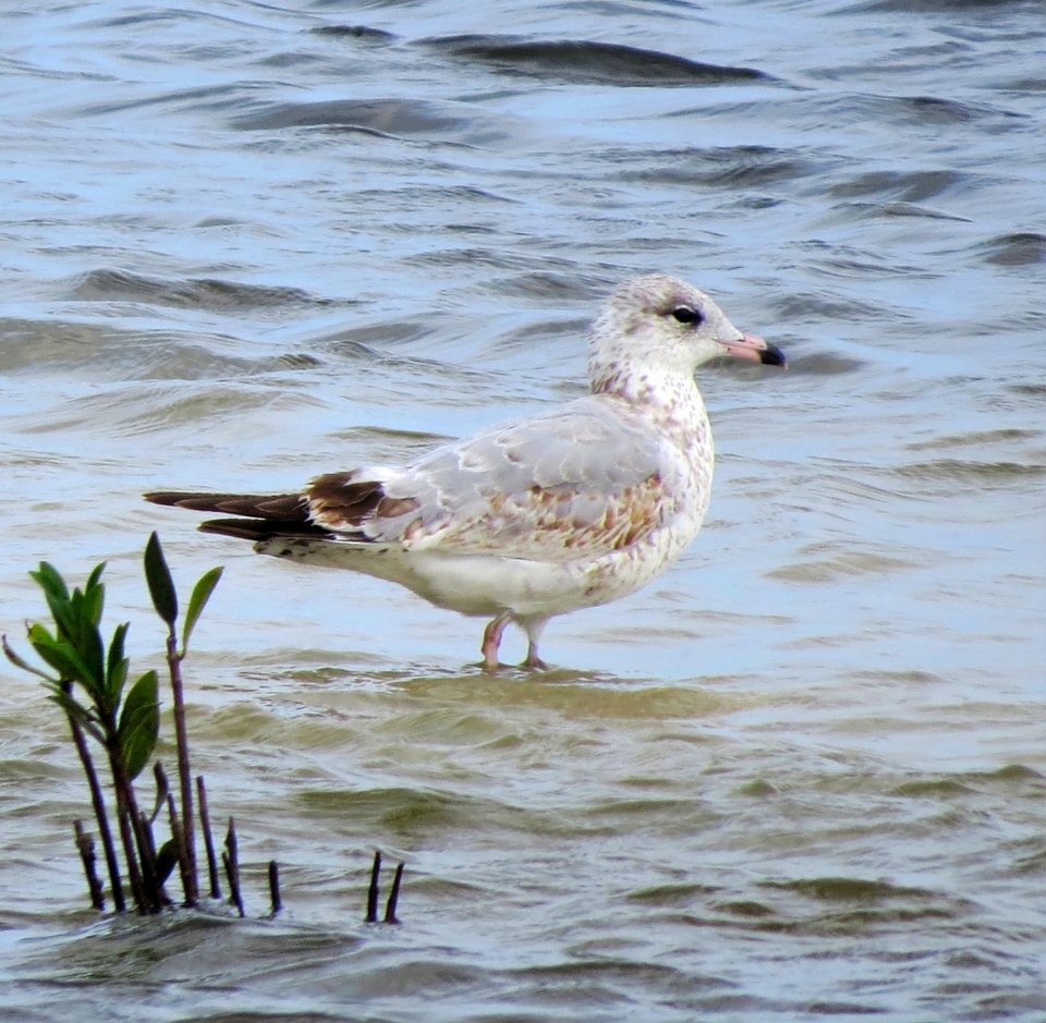 Ring-billed Gull