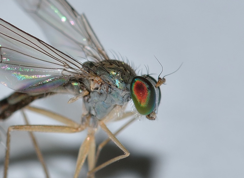 Insects diptera moscow