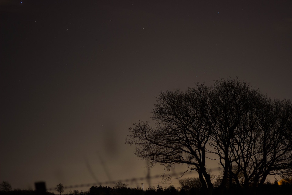 Silhouette trees evening photo