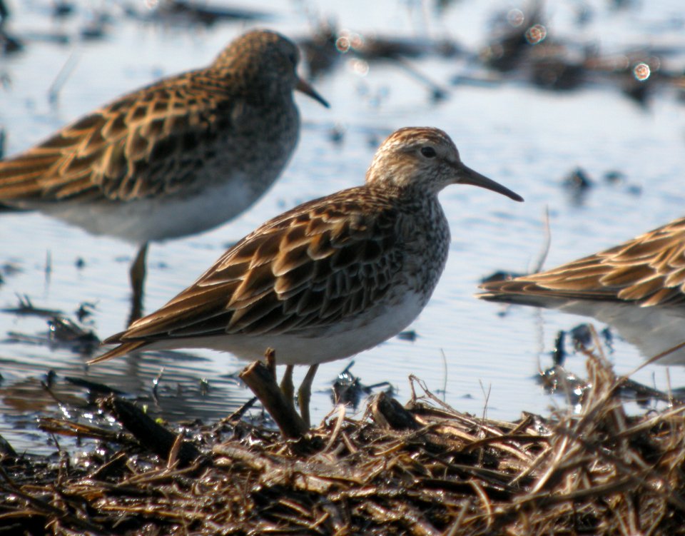 DSCN7352 c Pectoral Sandpiper  Newton Co IN 3-31-13