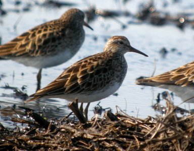 DSCN7352 c Pectoral Sandpiper  Newton Co IN 3-31-13