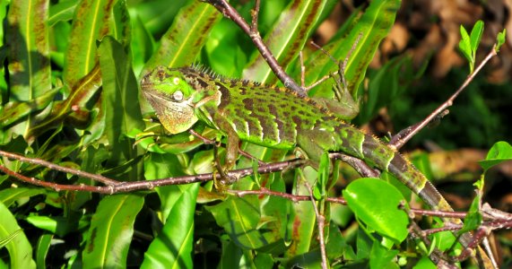 Iguana