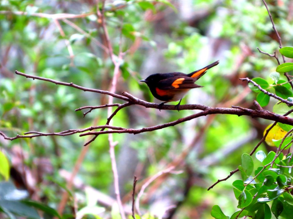 American Redstart
