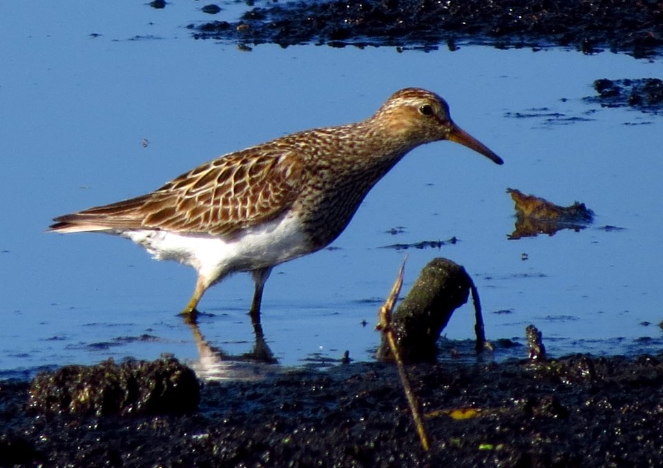 Pectoral Sandpiper