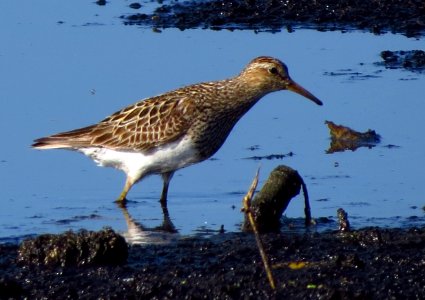 Pectoral Sandpiper