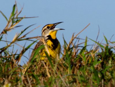 Meadowlark photo