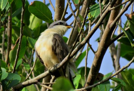 Mangrove Cuckoo photo
