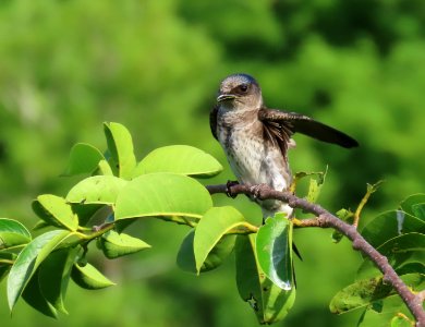 Purple Martin