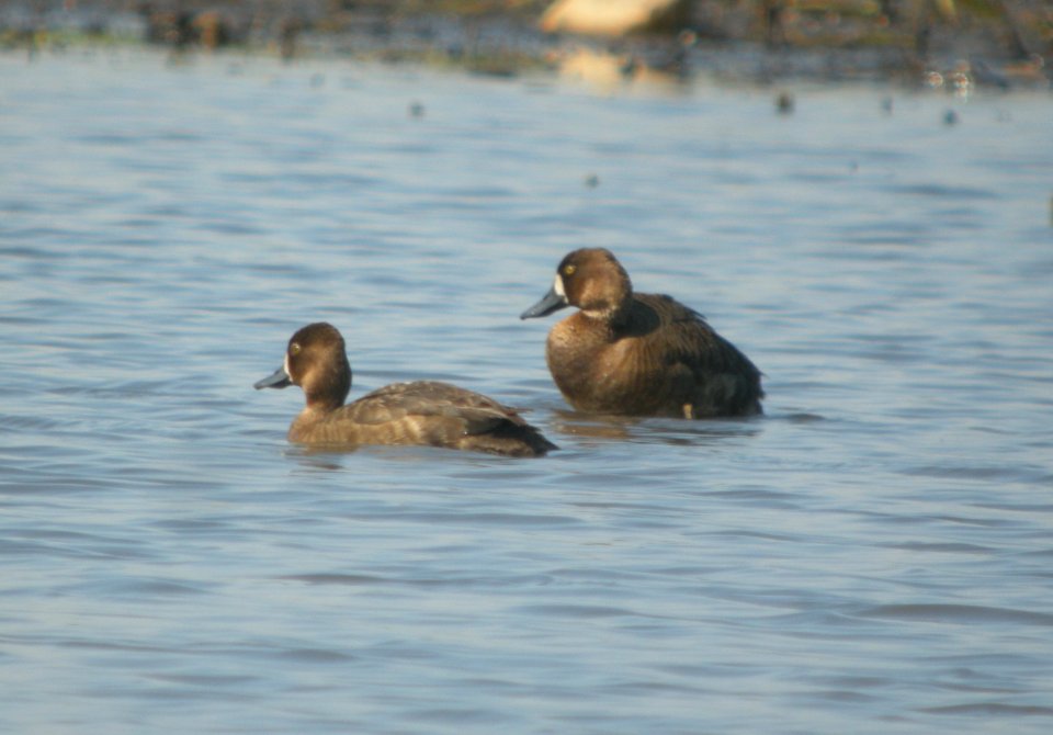 DSCN8886 c Lesser Scaup Kankakee Co IL 6-19-13