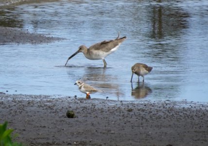 Willet, Dowitcher and Piping Plover photo