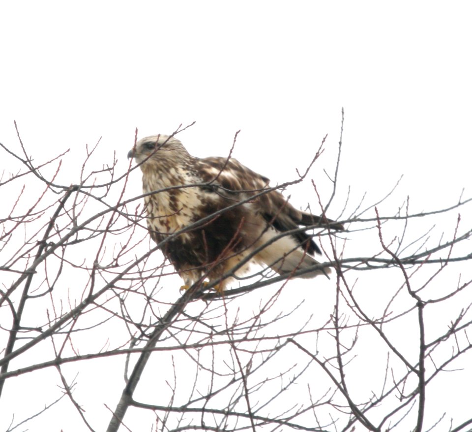 DSCN7172 c Rough-legged Hawk  Newton Co IN 3-9-13