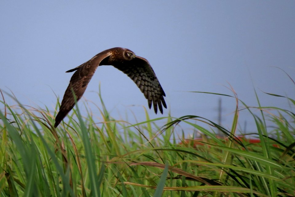 Northern Harrier