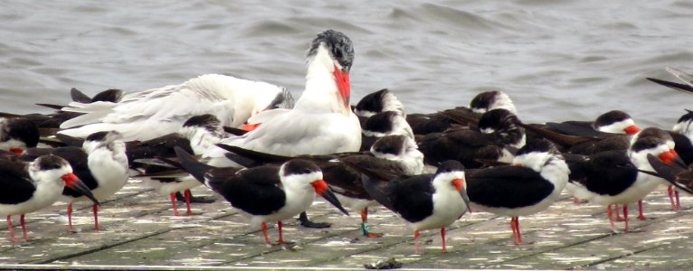 Black Skimmers and Caspian Terns