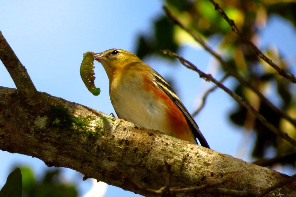 Bay-breasted Warbler