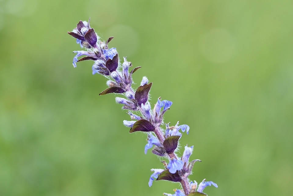 Grassland plants nature spring