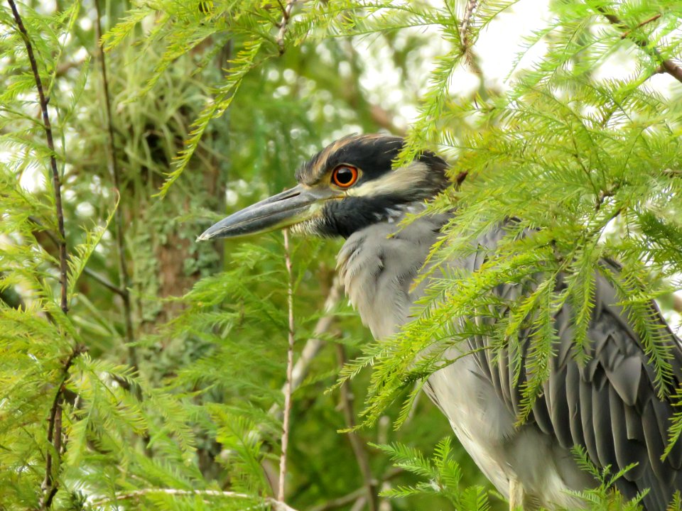 Yellow-crowned Night Heron