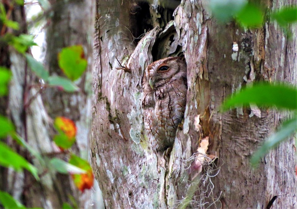 Eastern Screech-Owl