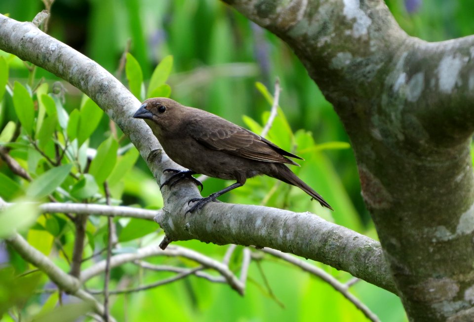 Brown-headed Cowbird