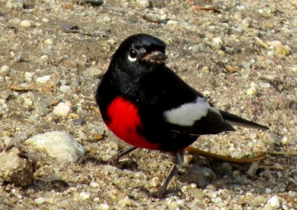 Painted Redstart