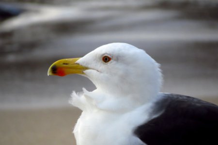 Great Black-backed Gull photo