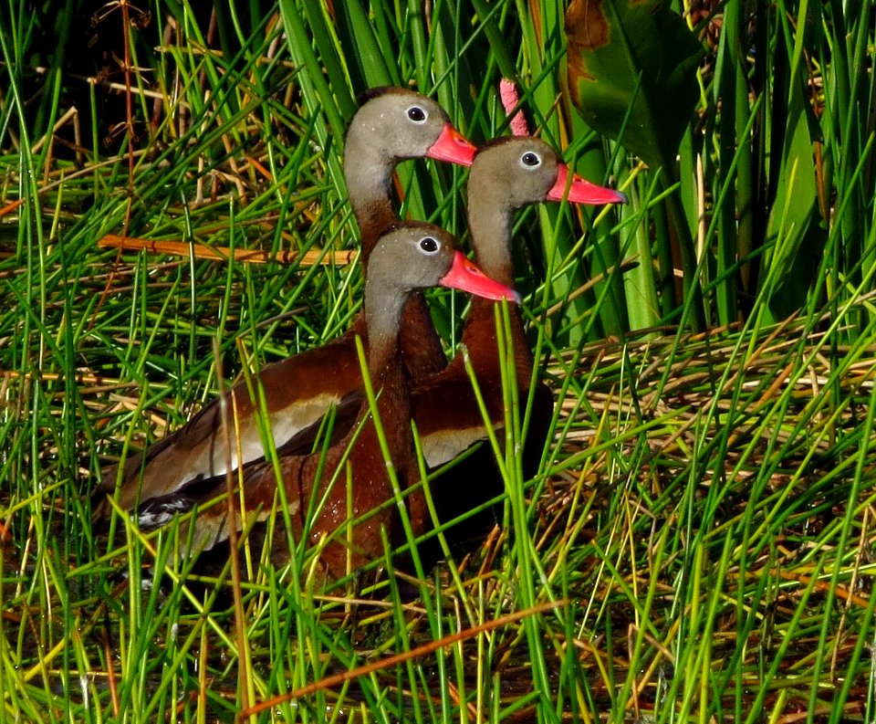 Black-bellied Whistling Ducks