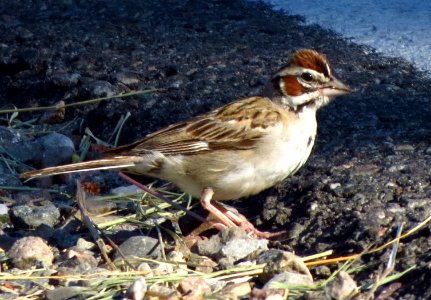 Lark Sparrow