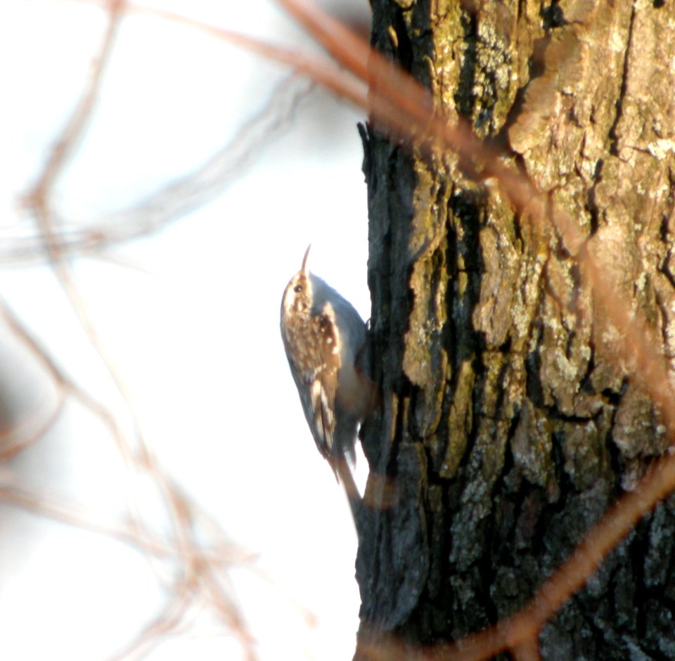 DSCN7363 c Brown Creeper  Kankakee Co IL 4-4-13