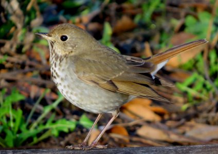 Hermit Thrush photo