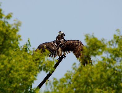 Day 194 - Osprey photo
