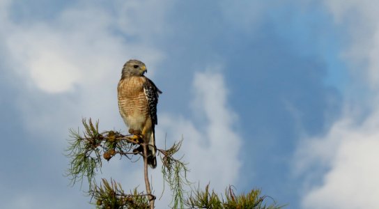 Red-shouldered Hawk