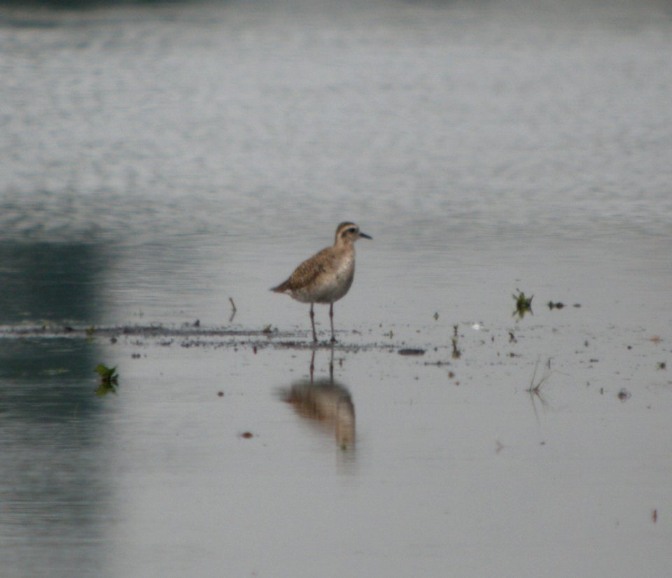 DSCN2001 c American Golden-Plover Newton Co IN 3-24-12