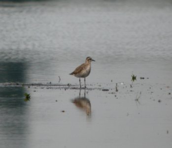 DSCN2001 c American Golden-Plover Newton Co IN 3-24-12