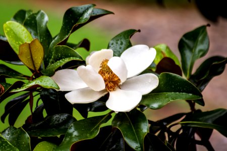 Magnolia After the Rain