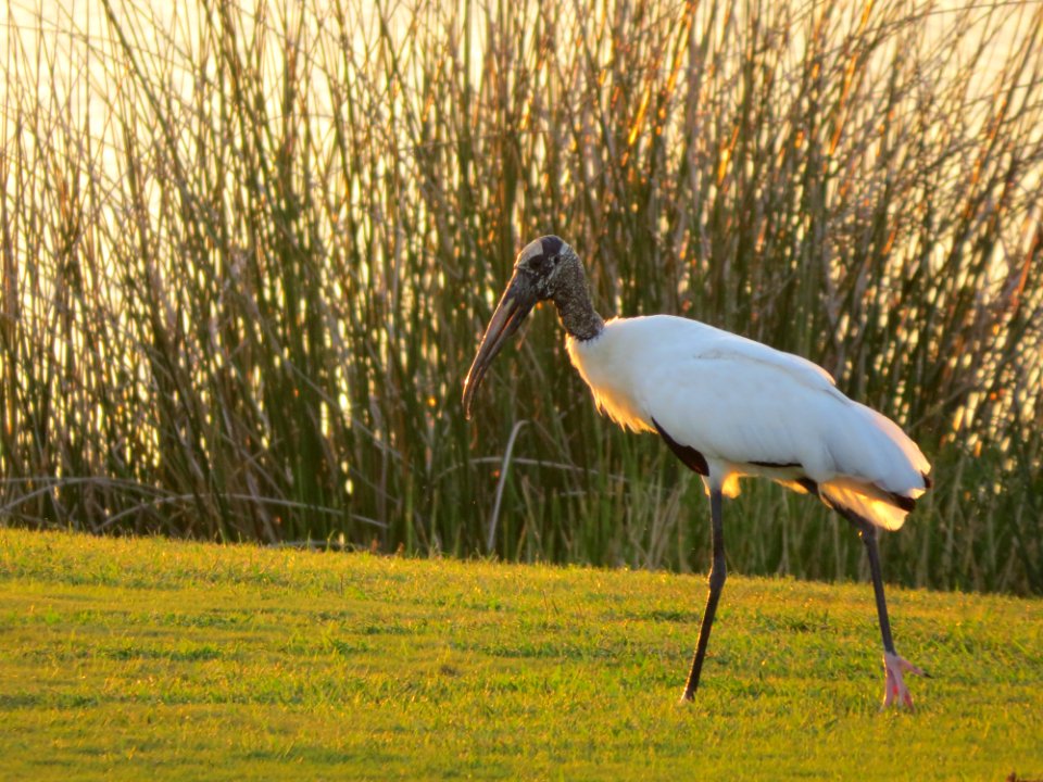 Wood Stork