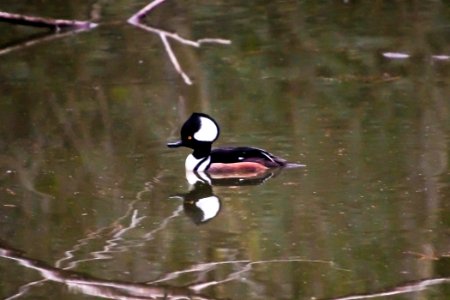 Hooded Merganser photo