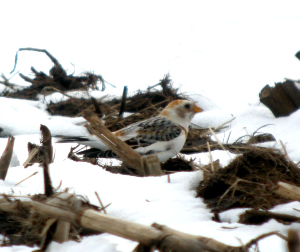 DSCN7152 c Snow Bunting  Kankakee Co IL 3-7-13