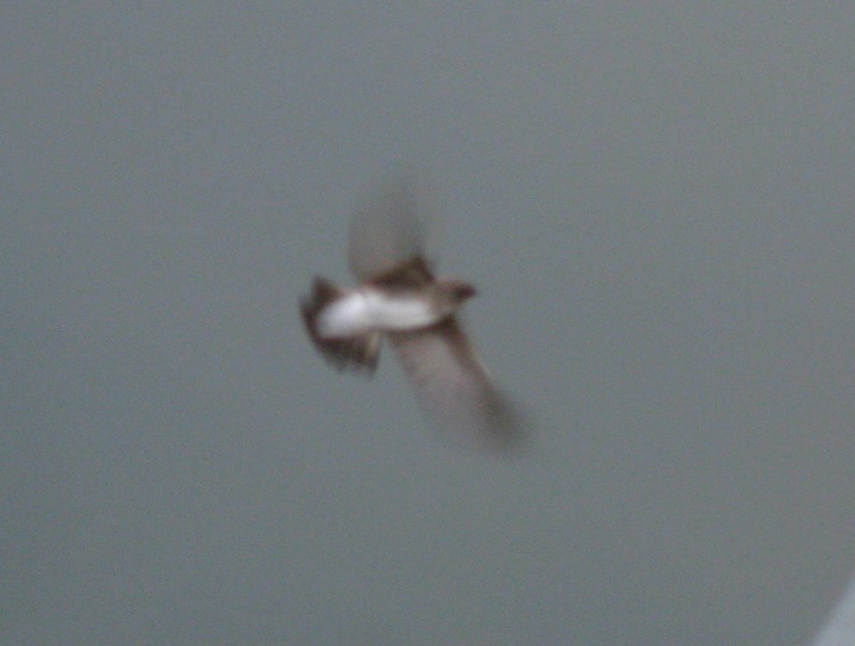 IMG 0469 c Northern Rough-winged Swallow  Kankakee Co IL 12-20-12