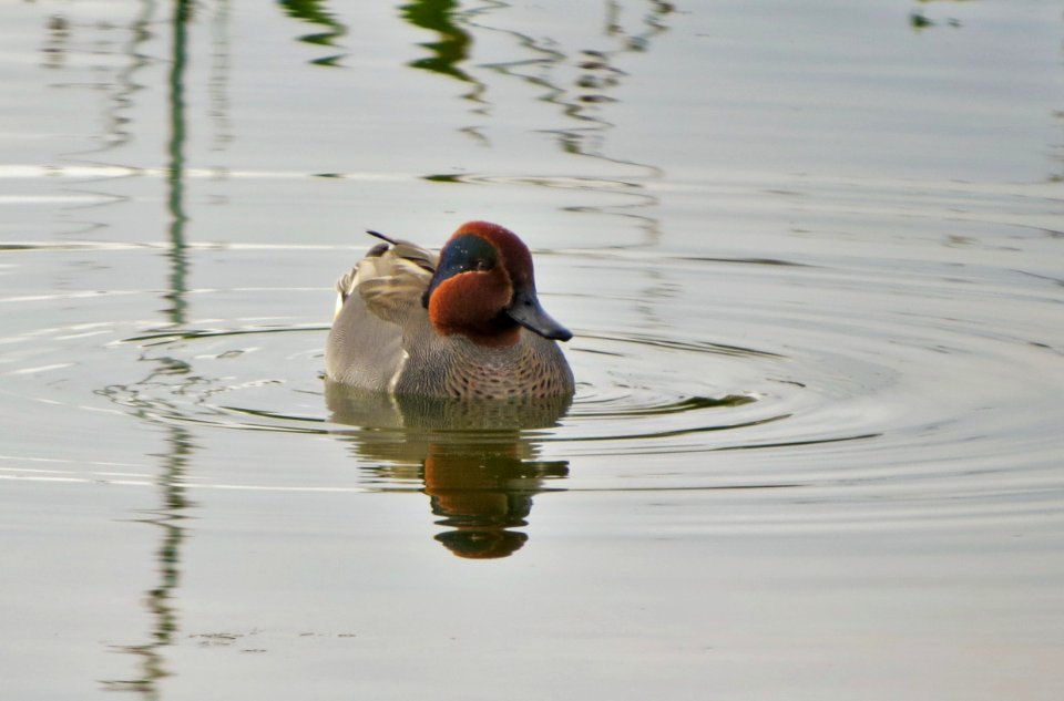 Green-winged Teal