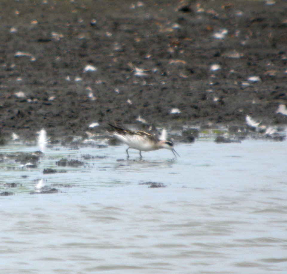 DSCN9004 c Red-necked Phalarope Kankakee Co IL 8-30-11