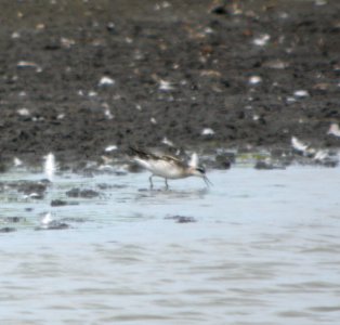DSCN9004 c Red-necked Phalarope Kankakee Co IL 8-30-11
