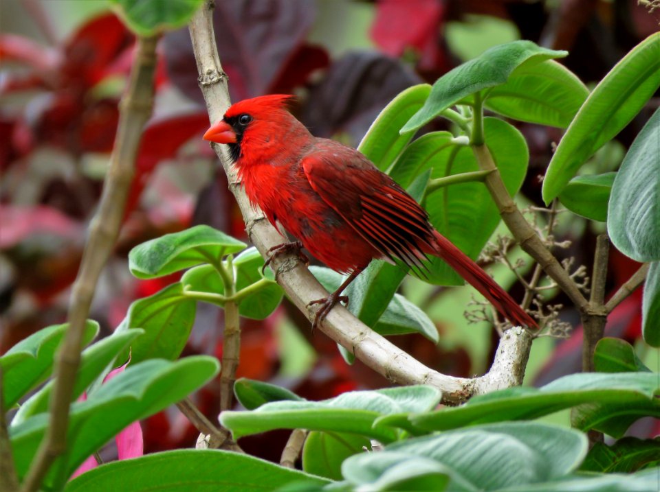 Northern Cardinal