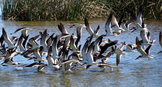 Black Skimmers photo