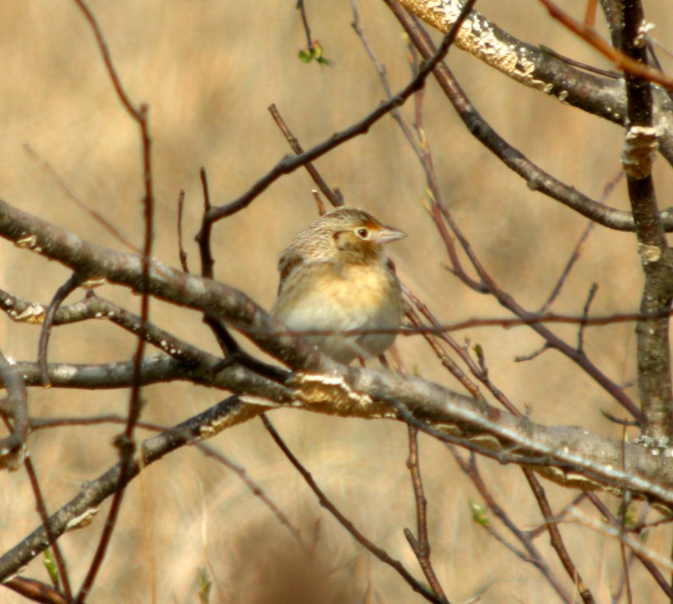 DSCN7728 c Grasshopper Sparrow  Kankakee Co IL 4-27-13
